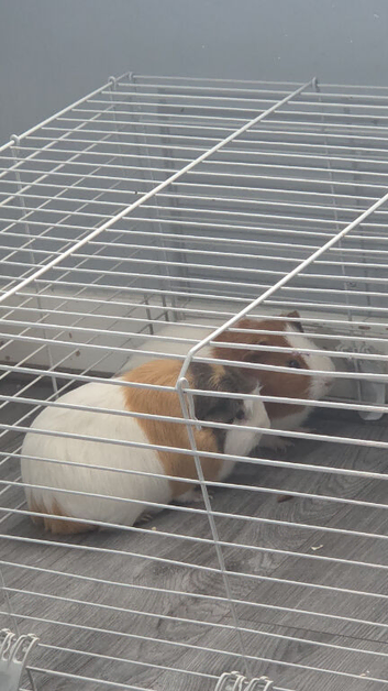 2 gorgeous boy piggies