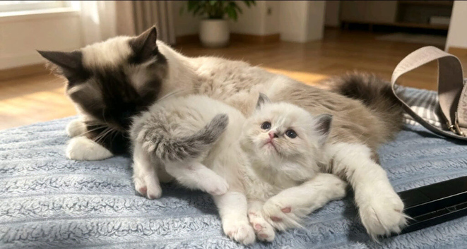 Mainecoon/ragdoll