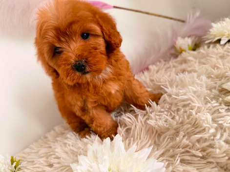 Beautiful Puppies Looking for Loving Homes