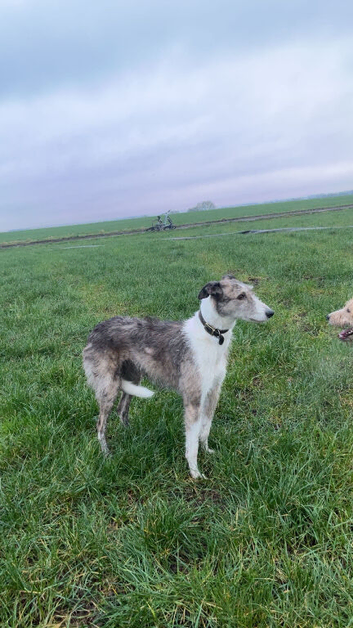 Lady the lurcher