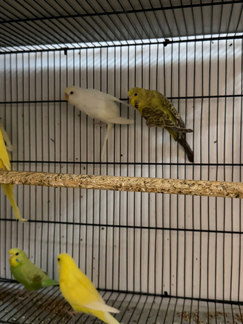 budgie for young
