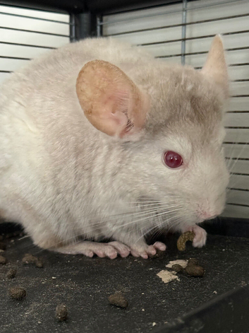2 chinchillas for sale