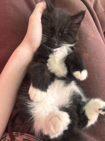 Long haired male tuxedo