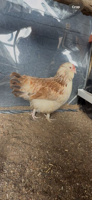 Chickens for sale