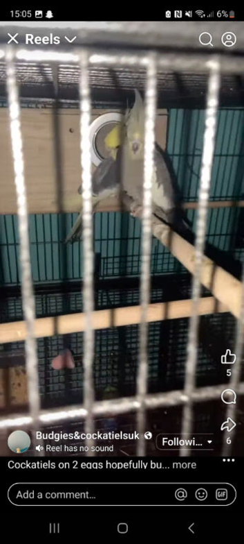 Breeding pair of tiels