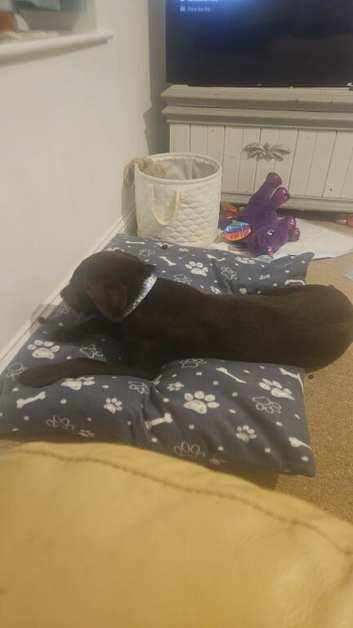 Chocolate labrador
