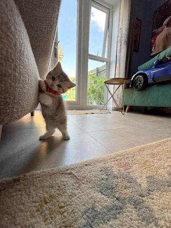 * Beautiful Scottish Straight Kittens for Sale