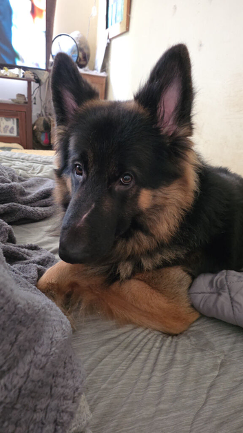 FOR SALE GERMAN SHEPHERD BOY