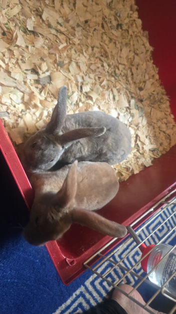 Rex babys