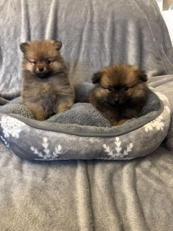 Beautiful teddy bear Pomeranian puppy's