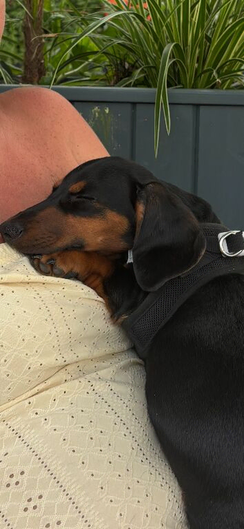 Rolo needs a new forever home ️