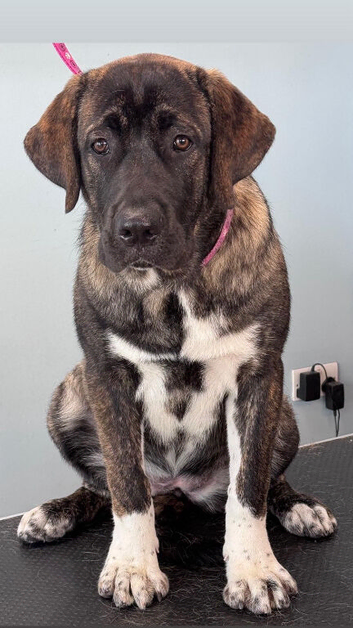 SPIRIT LOOKING FOR HER FOREVER HOME