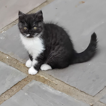 Beautiful kitten