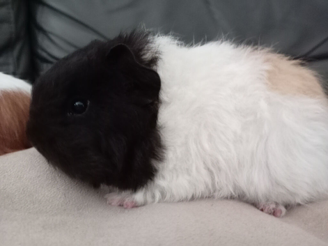 3 adorable baby guinea pigs available for sale