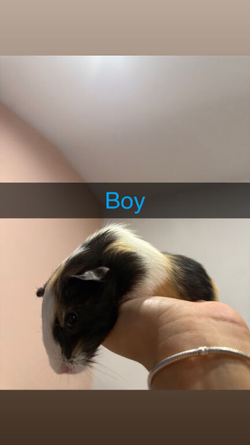 Baby guinea pigs for sale