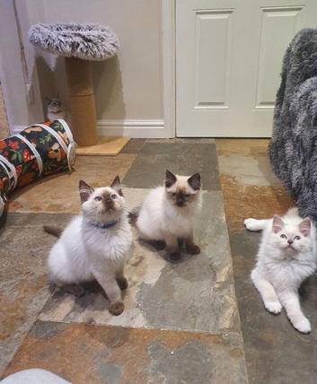 Beautiful GCCF Registered Ragdoll Kittens.