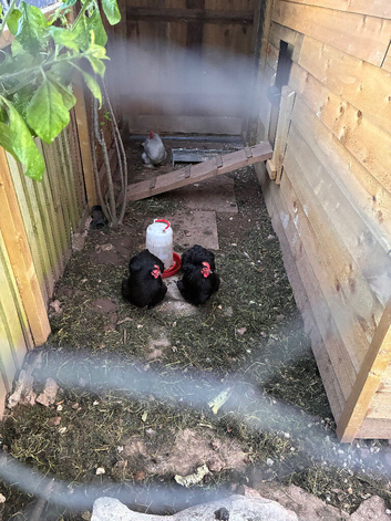 4 bantam chickens