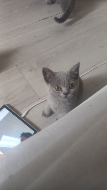 British shorthair kittens xx