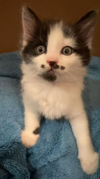 Cat for sale Oxford