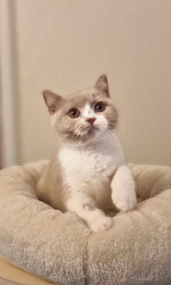 British Shorthair Blue Tortie & Fawn Bicolour Females Available