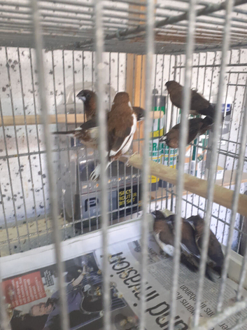 Chocolate Pied Bengalese  2 left