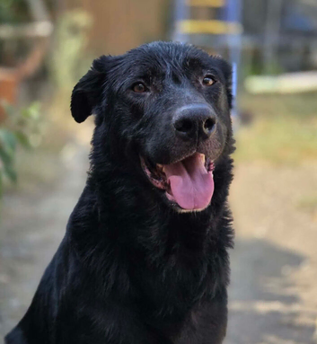 German shepherd cross