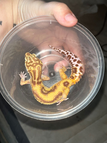 1 year old leopard gecko sub adult for sale