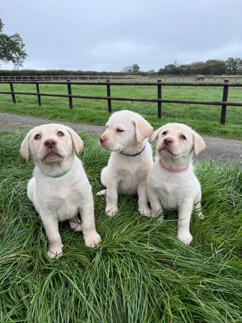 Beautiful Quality pure Labrador puppies