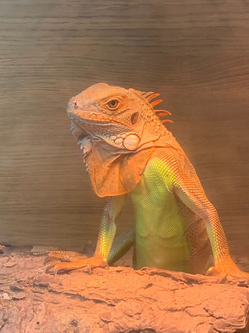 Albino and red iguanas