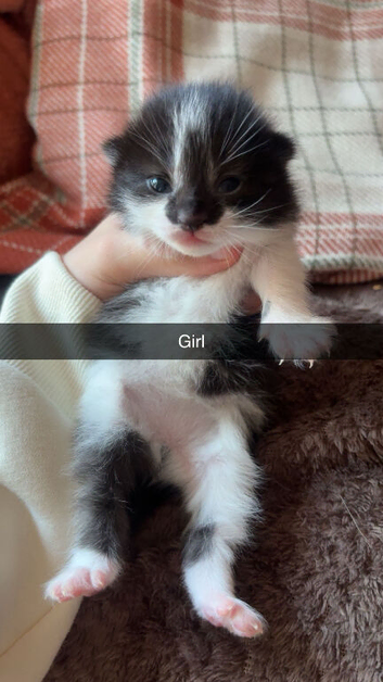 5 gorgeous kittens