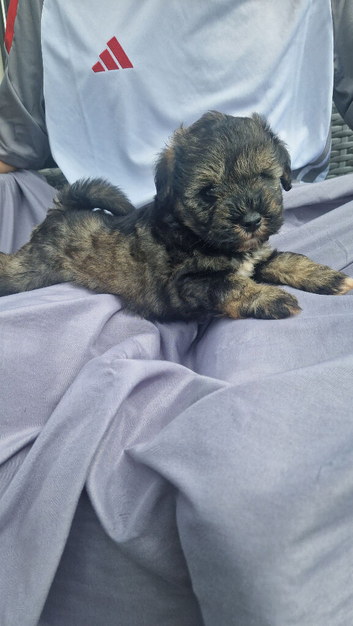 Miniature schnauzer puppies
