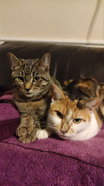 3 cats to rehome
