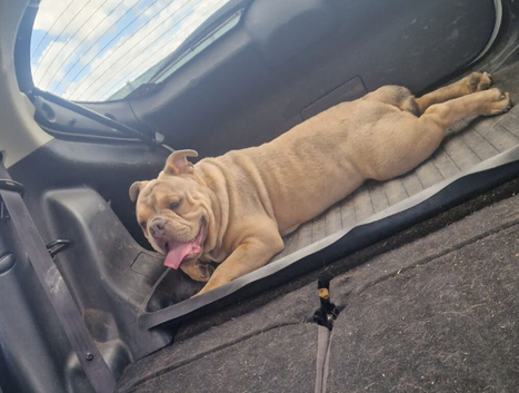 Bulldog pup looking for a forever home