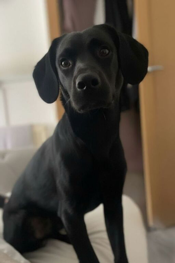 Stud