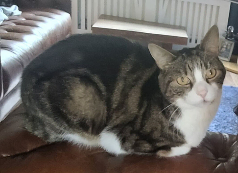Lost brown & white tabby