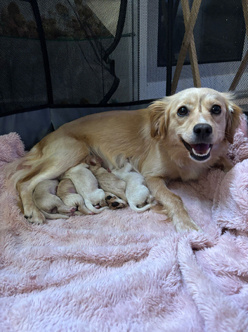 4 adorable puppies for sale
