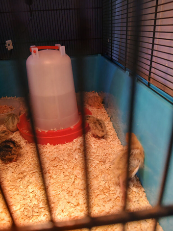 11 baby japanese quails
