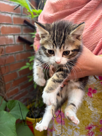 Kitten needs rehoming