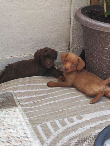 Toy jackapoo pups for sale