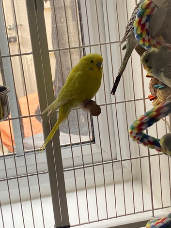 Budgie cocks