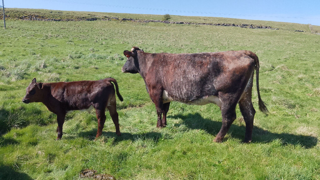Private Sale, Cow and Calf