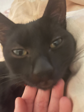 Loki