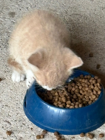5 lovely kittens for sale