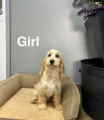 Snowflake beautiful girl cockapoo