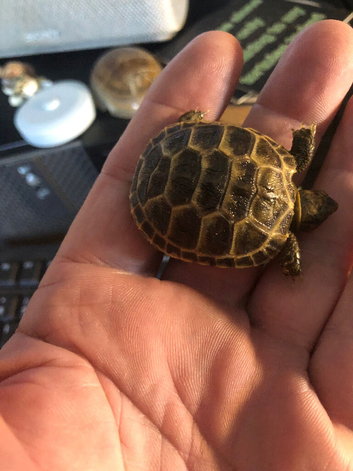 Horsfield hatchlings for sale no offers please