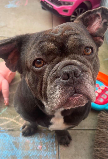 3 year old french bulldog called milo