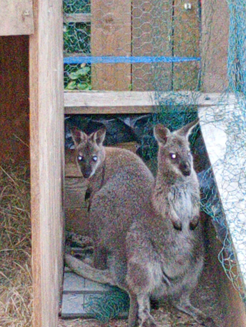 Wallabies 1 years old m/f pair