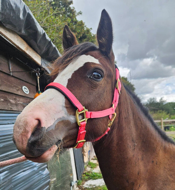Kiki coming 2 Welsh c pony wpcs passported