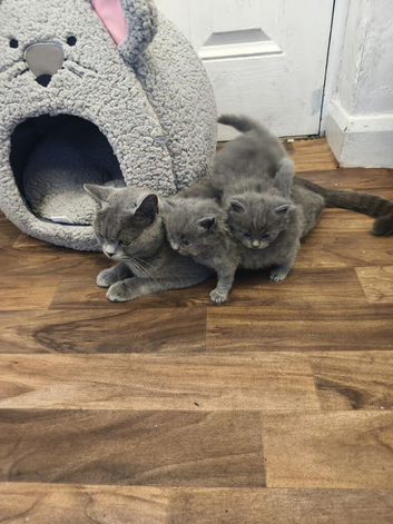 British short hair kittens