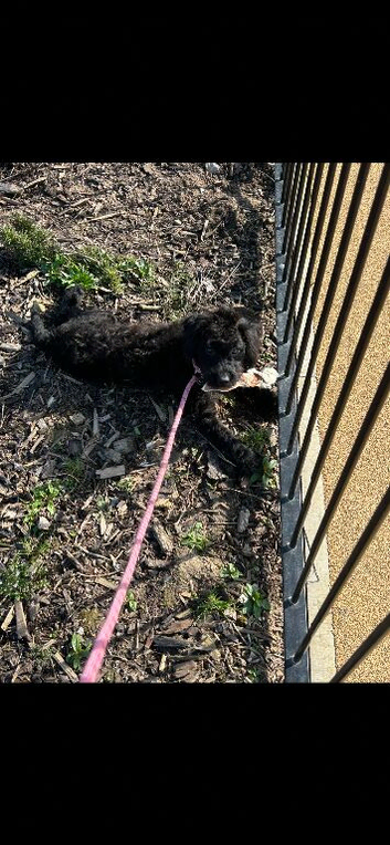 Patterpoo for rehoming